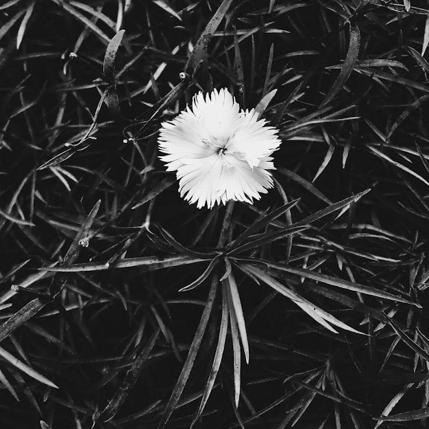 A single delicate white flower surrounded by grass.
