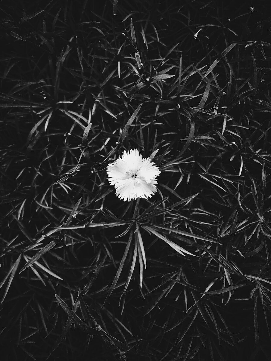 A single delicate white flower surrounded by grass.